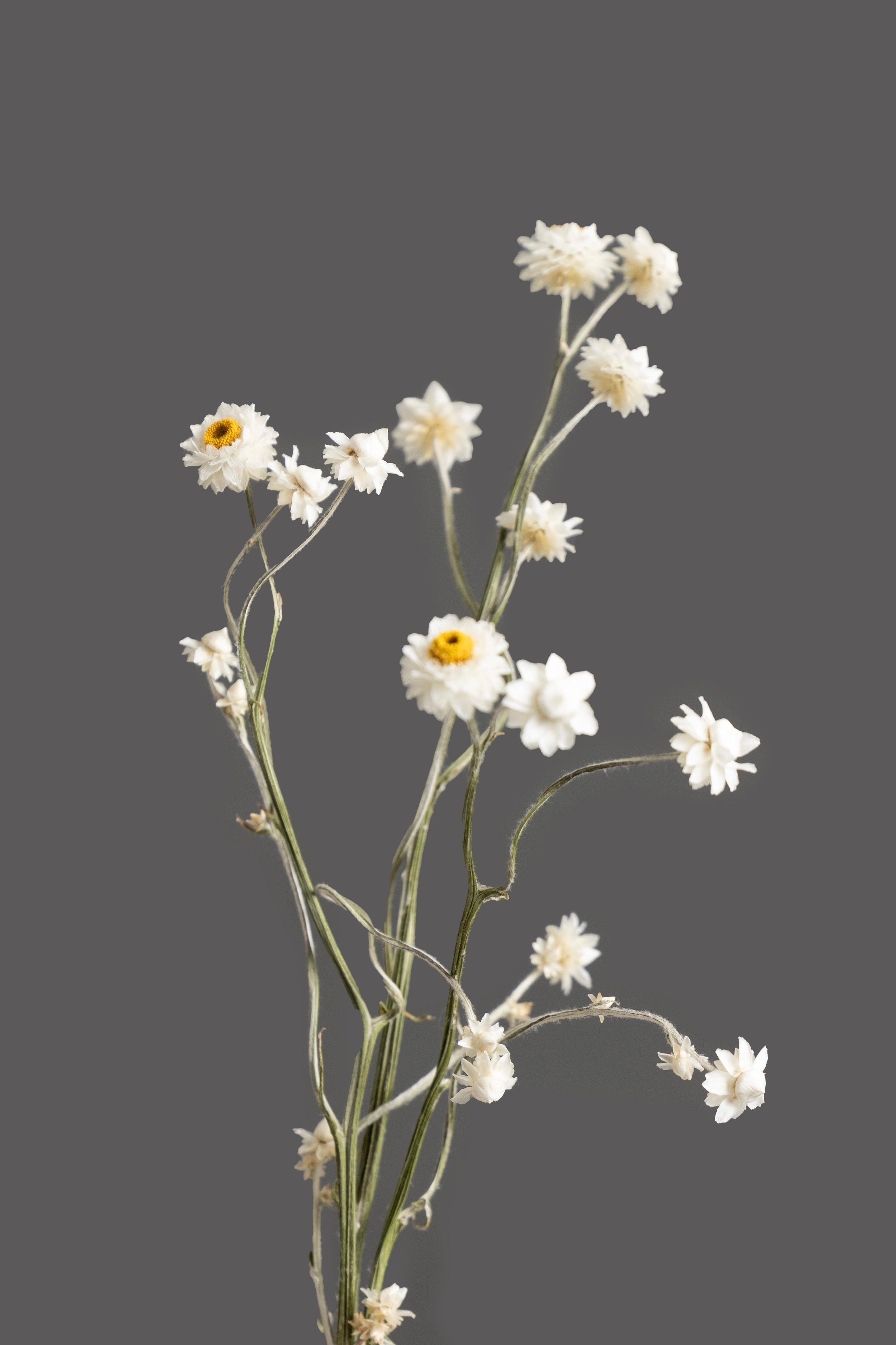 The Surcle Vase - Small